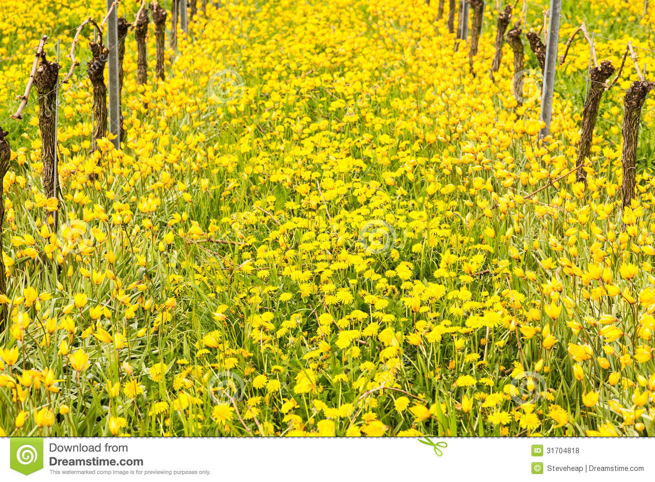 mustard seed, faith, holiness, the fathers house